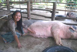 Noun Samphos tends to a pig